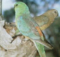 Lake Albacutya Regional Park - Accommodation Daintree
