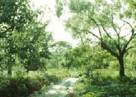 Willung South ACT Accommodation Daintree