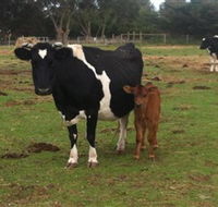 Animal Land Children's Farm - Accommodation Daintree