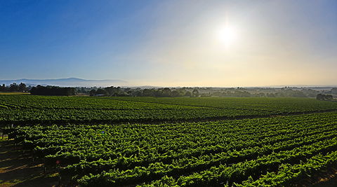 GREENSTONE VINEYARDS - Accommodation Daintree 0