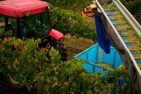 GREENSTONE VINEYARDS - Accommodation Daintree 3
