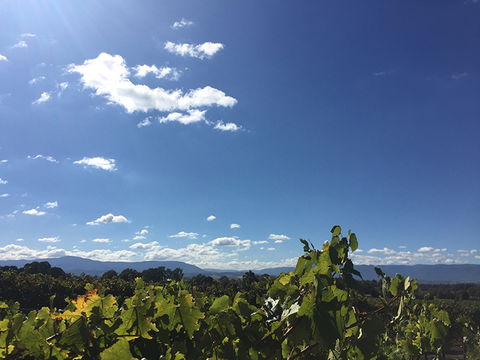 GREENSTONE VINEYARDS - Accommodation Daintree 5