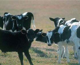 Bodalla Dairy Cheese Factory - Accommodation Daintree 0