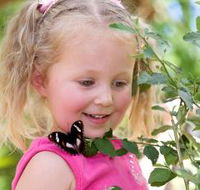 Coffs Harbour Butterfly House - Accommodation Daintree