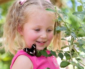 Coffs Harbour Butterfly House - Accommodation Daintree 0