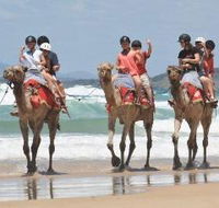 Camel Rides with Coffs Coast Camels - Accommodation Daintree