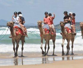 Camel Rides With Coffs Coast Camels - Accommodation Daintree 0