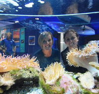 Solitary Islands Aquarium - Accommodation Daintree