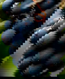 Billimari NSW Accommodation Daintree