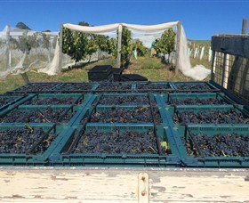 Three Willows Vineyard - Accommodation Daintree 1