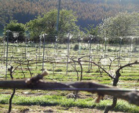 Three Willows Vineyard - Accommodation Daintree 0