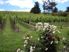 Pembroke Estate Vineyard - Accommodation Daintree 0