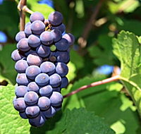 Tinderbox Vineyard - Accommodation Daintree