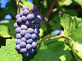 Tinderbox Vineyard - Accommodation Daintree 0