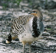 Yongergnow Australian Malleefowl Centre - Accommodation Daintree