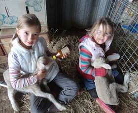 Bathurst Farm Experience - Accommodation Daintree 4