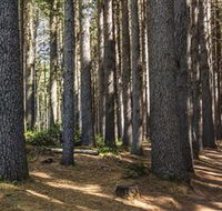 Sugarpine Walk - Accommodation Daintree