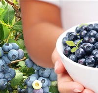 Jolly Berries - Accommodation Daintree