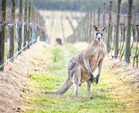 Yabby Lake Vineyard & Cellar Door - Accommodation Daintree 8