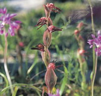 Carnamah-Eneabba Wildflower Drive - Accommodation Daintree