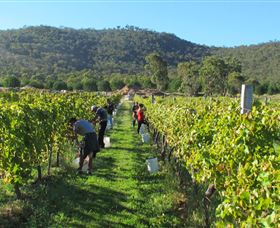 Savina Lane Premum Wines - Accommodation Daintree 1