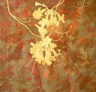 Fellia Melas Gallery - Accommodation Daintree