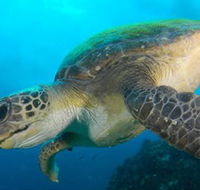 Byron Bay Dive Centre - Accommodation Daintree