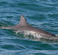 Byron Bay Dolphin Wildlife Tours - Accommodation Daintree