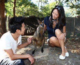 VIP Aussie Gold - Accommodation Daintree 0