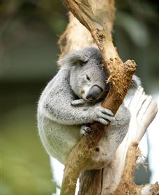 VIP Aussie Gold - Accommodation Daintree 1