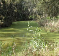 Second Ponds Creek walk - Accommodation Daintree