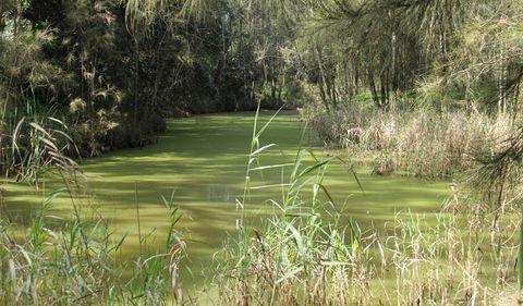 Second Ponds Creek Walk - Accommodation Daintree 0