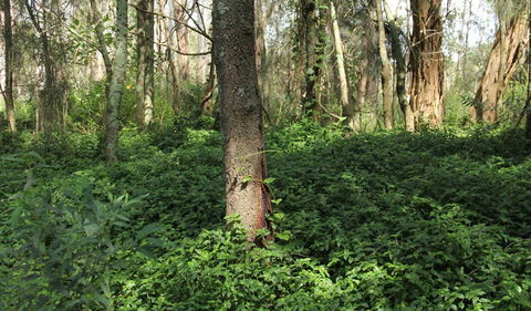 Second Ponds Creek Walk - Accommodation Daintree 1