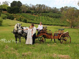 Classic Carriage Drives - Accommodation Daintree 2