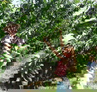 Forest Range Cherries - Accommodation Daintree