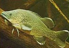 Charleville - 10 Mile Warrego River Fishing Spot - Accommodation Daintree 3