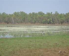 Leaning Tree Lagoon Nature Park - Accommodation Daintree 0