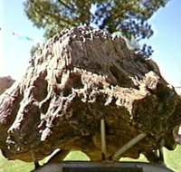 Fossilised Tree - Accommodation Daintree