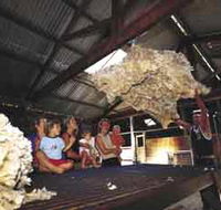 Shear Outback the Australian Shearers Hall of Fame - Accommodation Daintree