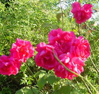 Bishop's Lodge Historic House and Heritage Rose Garden - Accommodation Daintree