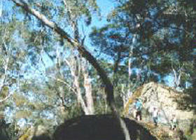 Wando Vale ACT Accommodation Daintree