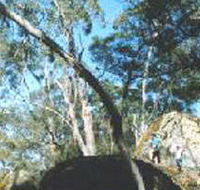 Dergholm State Park - Accommodation Daintree