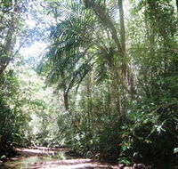 Mount Lewis National Park - Accommodation Daintree