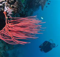 Eddy Reef Dive Site - Accommodation Daintree
