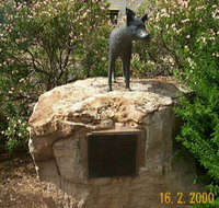 Dingo Statue - Accommodation Daintree