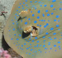 Jorgey's Patch Dive Site - Accommodation Daintree