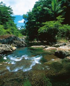 Cedar Creek Falls - Accommodation Daintree 1