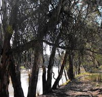Mia Forest Drives Narrandera - Accommodation Daintree