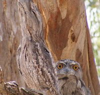 Bird Watching - Accommodation Daintree