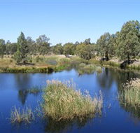 Narrandera Wetlands - Accommodation Daintree